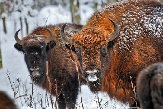 Due bisonti europei sulla neve
